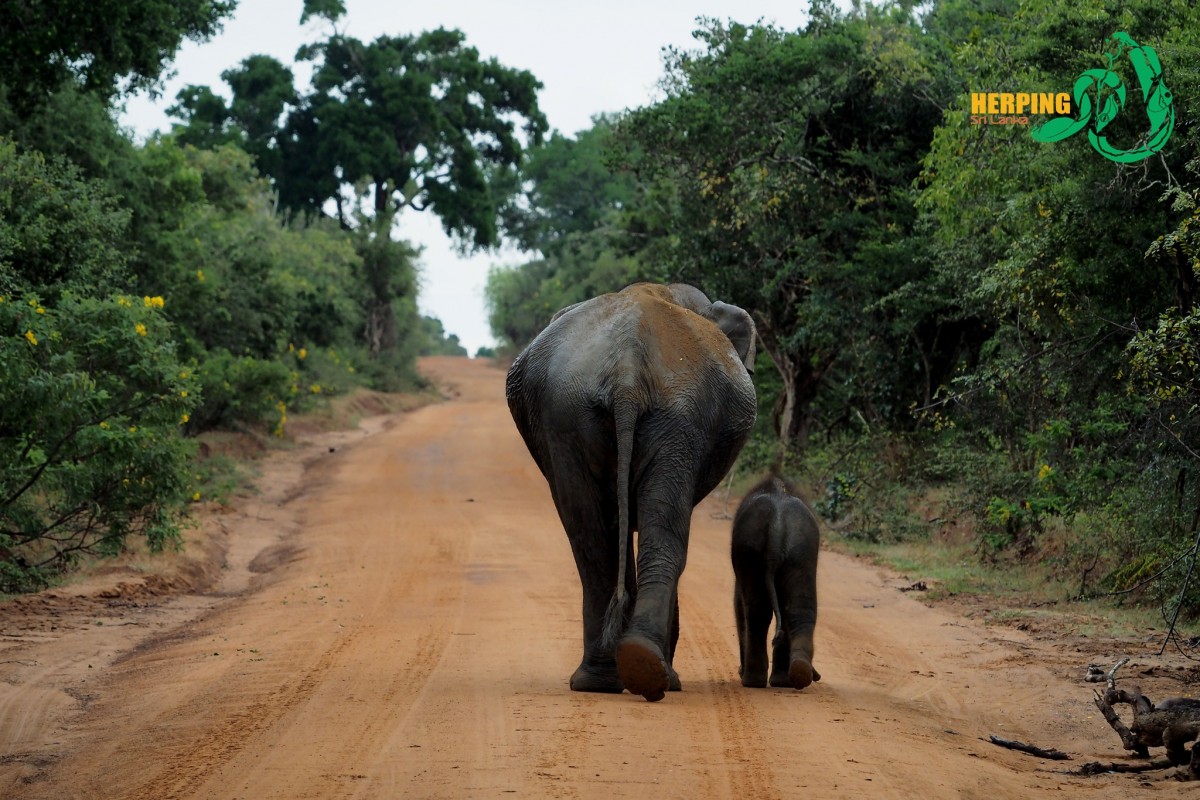 Elephas maximus Linnaeus, 1758